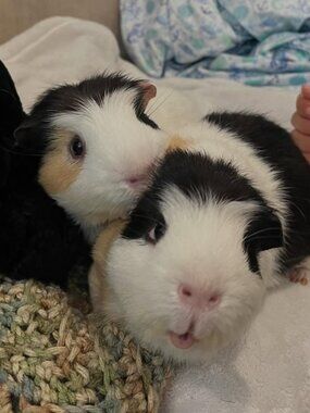 Meet your Poshers, Sydney and Ryan